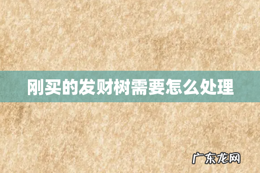 刚买的发财树需要怎么处理