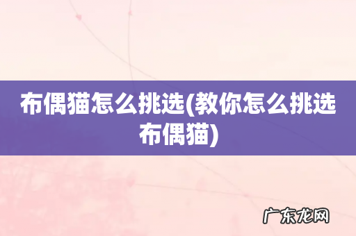 教你怎么挑选布偶猫 布偶猫怎么挑选