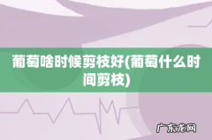 葡萄什么时间剪枝 葡萄啥时候剪枝好