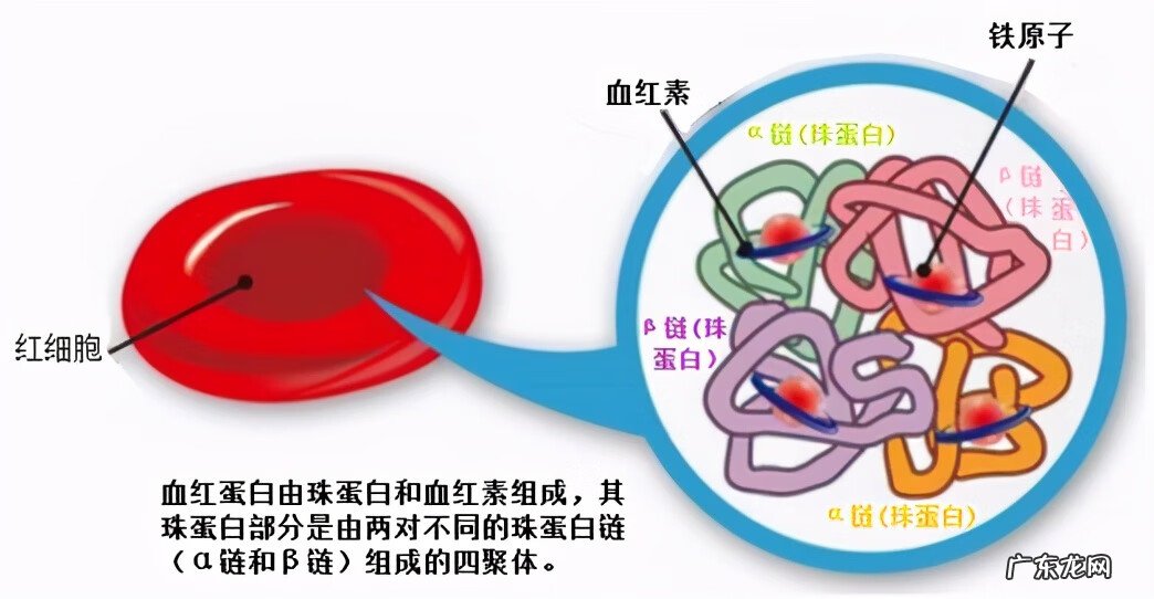 地中海贫血是什么意思