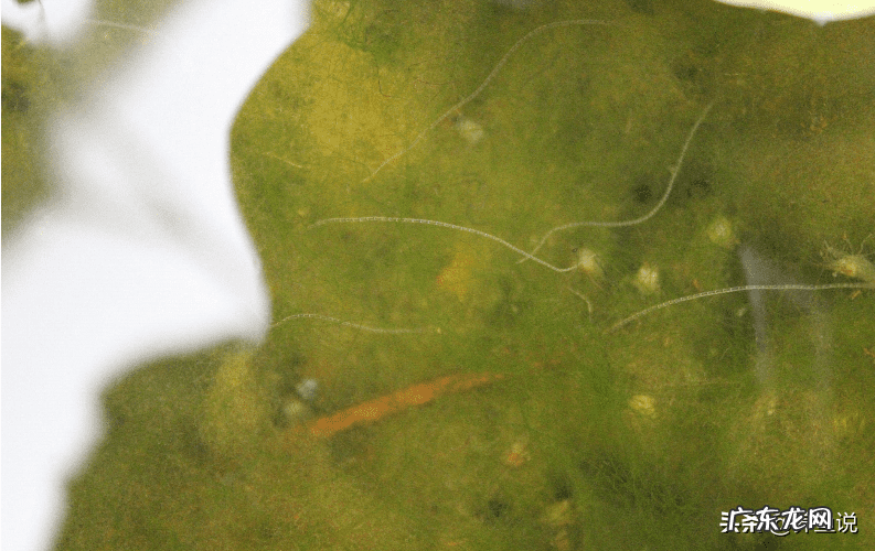 白蛋白价格多少钱一支 蛋白虫