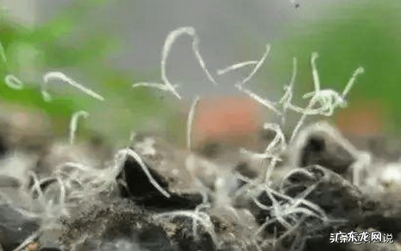 白蛋白价格多少钱一支 蛋白虫