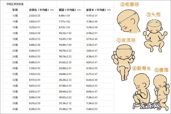 双顶径多少正常范围 双顶径标准图