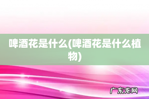 啤酒花是什么植物 啤酒花是什么