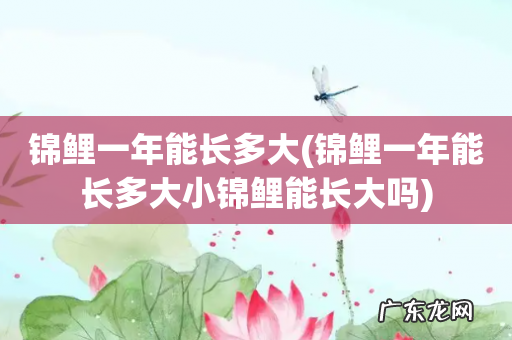 锦鲤一年能长多大小锦鲤能长大吗 锦鲤一年能长多大