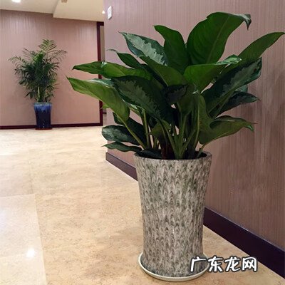 四喜姑娘的招财是什么 雅丽皇后风水上代表招财么