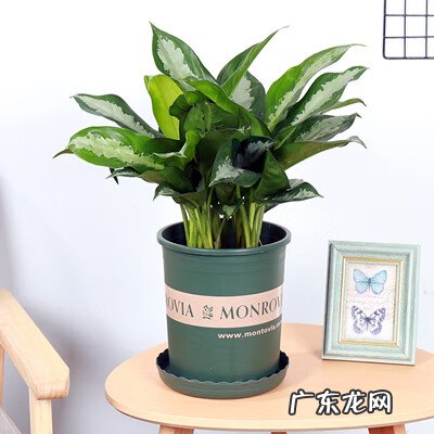 四喜姑娘的招财是什么 雅丽皇后风水上代表招财么