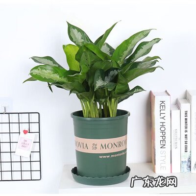 四喜姑娘的招财是什么 雅丽皇后风水上代表招财么