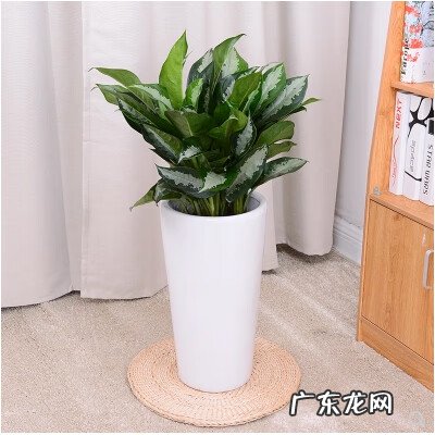 四喜姑娘的招财是什么 雅丽皇后风水上代表招财么