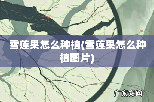 雪莲果怎么种植图片 雪莲果怎么种植