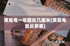 黄耳龟能长多重 黄耳龟一年能长几厘米
