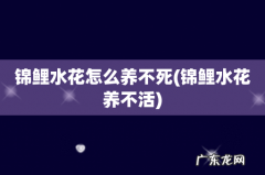 锦鲤水花养不活 锦鲤水花怎么养不死