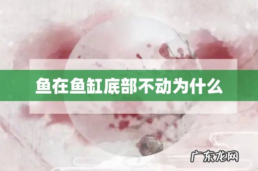 鱼在鱼缸底部不动为什么