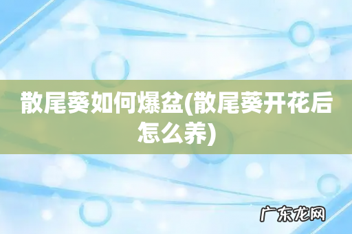 散尾葵开花后怎么养 散尾葵如何爆盆