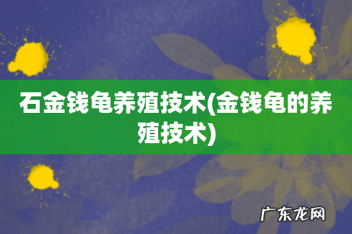 金钱龟的养殖技术 石金钱龟养殖技术