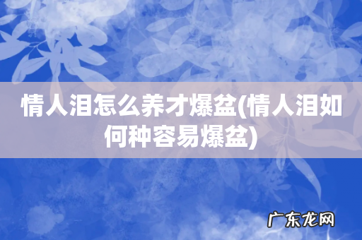 情人泪如何种容易爆盆 情人泪怎么养才爆盆