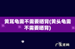 黄头龟需不需要晒背 黄耳龟需不需要晒背