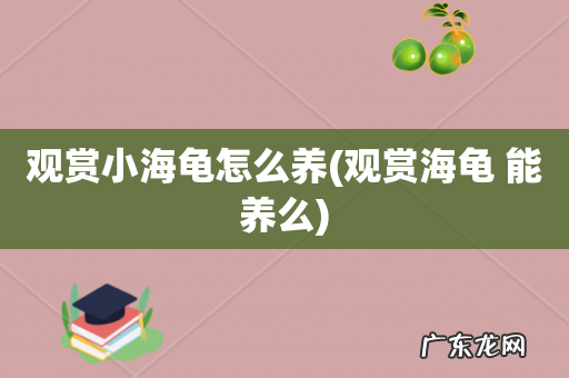 观赏海龟 能养么 观赏小海龟怎么养