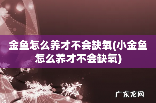 小金鱼怎么养才不会缺氧 金鱼怎么养才不会缺氧