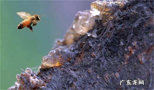 蜂胶买什么品牌最好 蜂胶哪个牌子好?