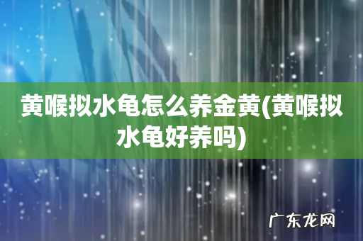 黄喉拟水龟好养吗 黄喉拟水龟怎么养金黄