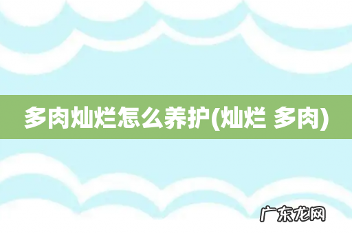 灿烂 多肉 多肉灿烂怎么养护