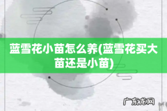 蓝雪花买大苗还是小苗 蓝雪花小苗怎么养
