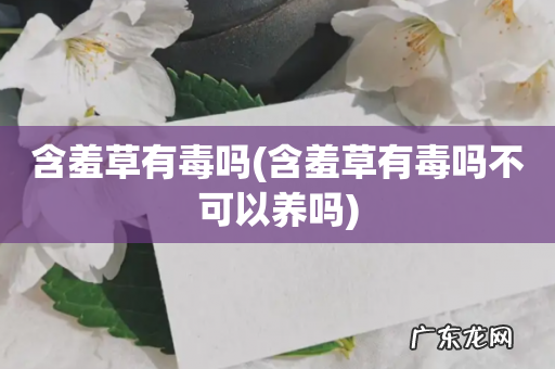 含羞草有毒吗不可以养吗 含羞草有毒吗