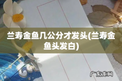 兰寿金鱼头发白 兰寿金鱼几公分才发头