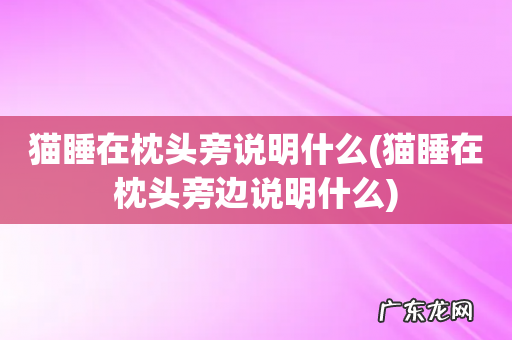 猫睡在枕头旁边说明什么 猫睡在枕头旁说明什么