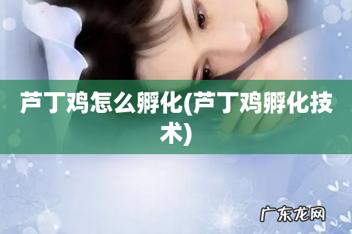 芦丁鸡孵化技术 芦丁鸡怎么孵化