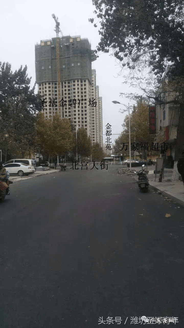 房屋东边有棵梧桐树好吗 房子西北角有梧桐树