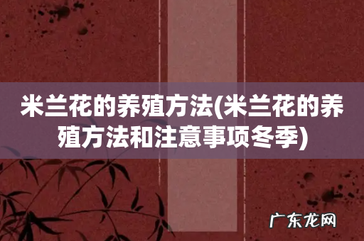 米兰花的养殖方法和注意事项冬季 米兰花的养殖方法