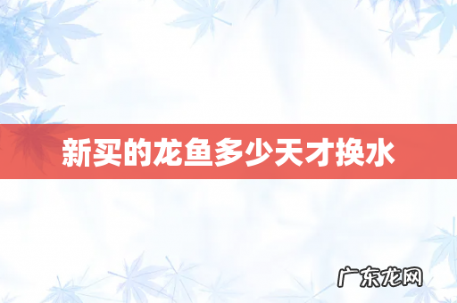 新买的龙鱼多少天才换水