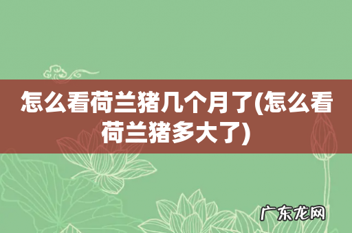 怎么看荷兰猪多大了 怎么看荷兰猪几个月了