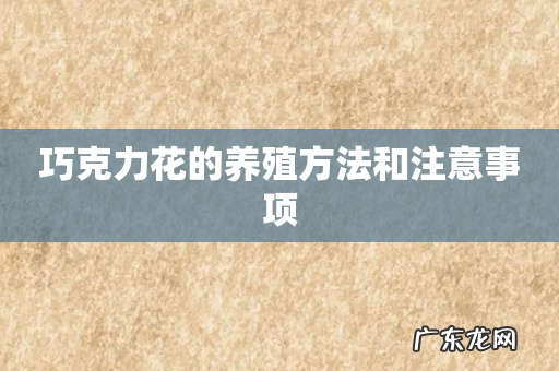 巧克力花的养殖方法和注意事项
