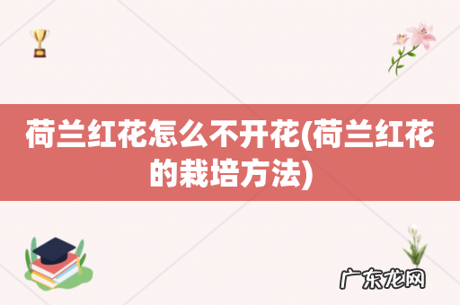 荷兰红花的栽培方法 荷兰红花怎么不开花