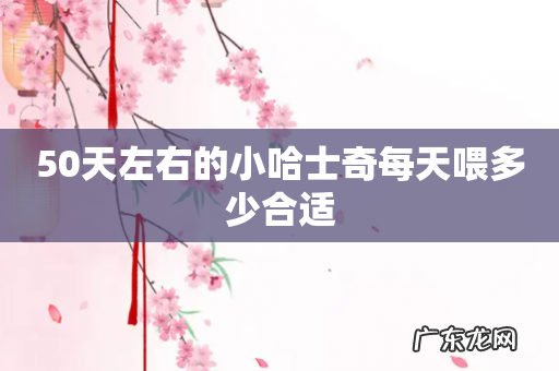 50天左右的小哈士奇每天喂多少合适