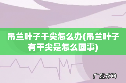 吊兰叶子有干尖是怎么回事 吊兰叶子干尖怎么办