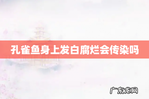 孔雀鱼身上发白腐烂会传染吗