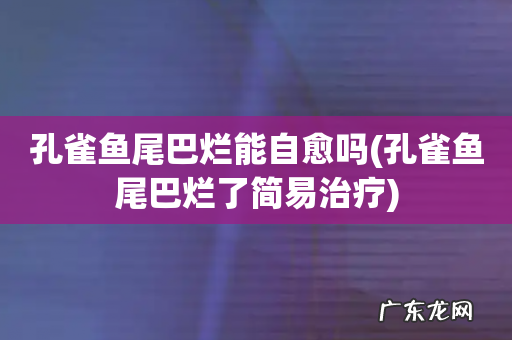孔雀鱼尾巴烂了简易治疗 孔雀鱼尾巴烂能自愈吗