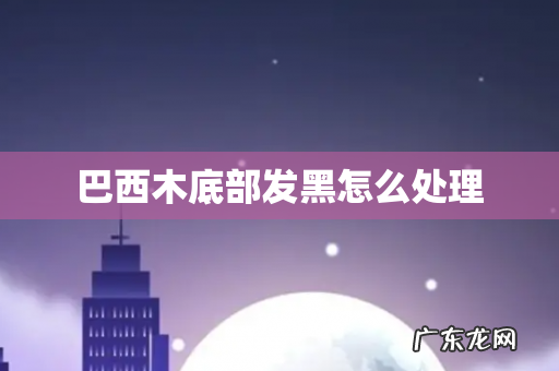 巴西木底部发黑怎么处理