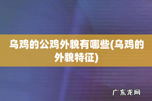 乌鸡的外貌特征 乌鸡的公鸡外貌有哪些