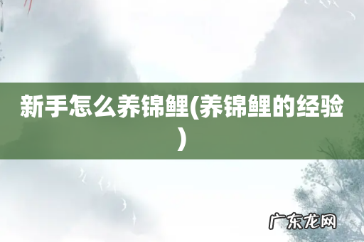 养锦鲤的经验 新手怎么养锦鲤