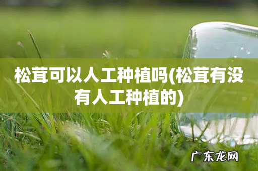 松茸有没有人工种植的 松茸可以人工种植吗