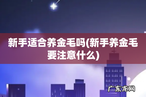 新手养金毛要注意什么 新手适合养金毛吗