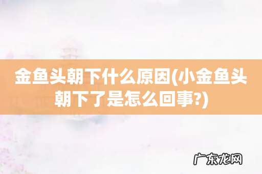 小金鱼头朝下了是怎么回事? 金鱼头朝下什么原因