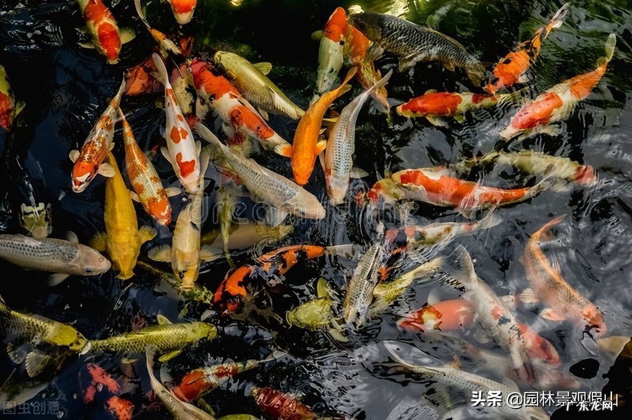 热带生鱼池最佳的深度 风水学鱼池位置