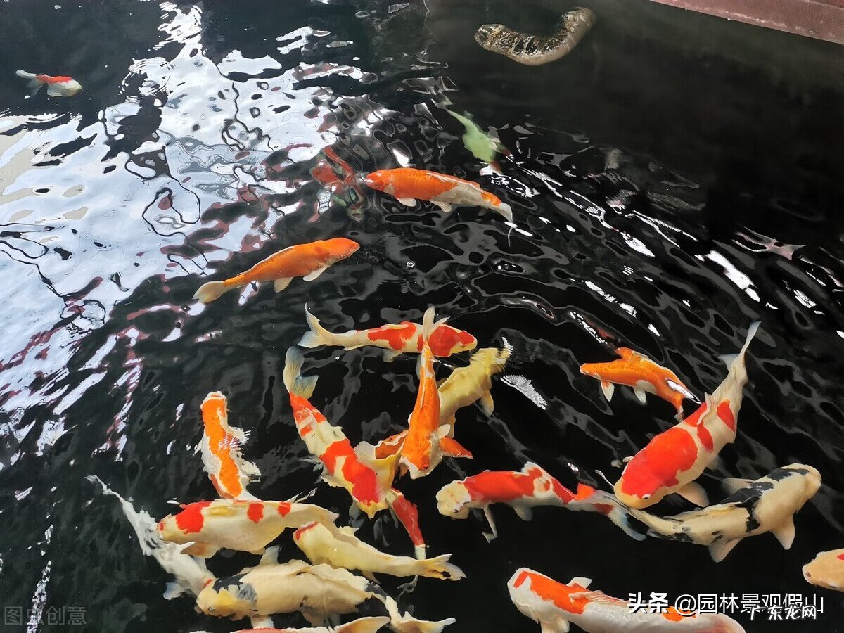 热带生鱼池最佳的深度 风水学鱼池位置