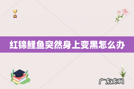 红锦鲤鱼突然身上变黑怎么办